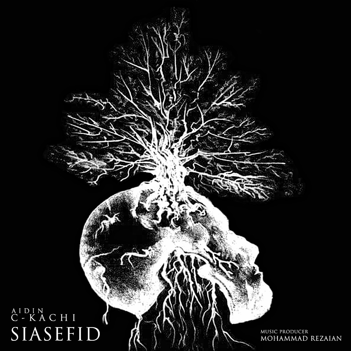 Aidin C-Kachi - Siasefid