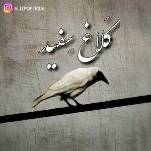 آهنگ کلاغ سفید از علی زدپی