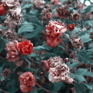 آلبوم گذار از بهرام