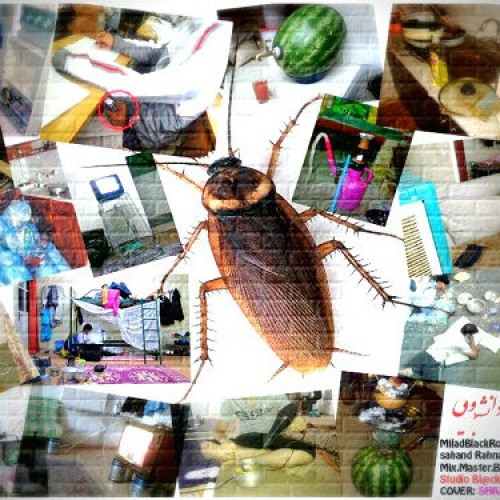 آهنگ جدید بلک رز و رهنورد – زندگی دانشجویی